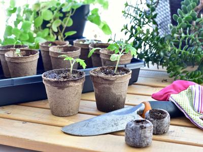 Tray of brown peat cups with seedlings, a shovel, one pair of gardening gloves.