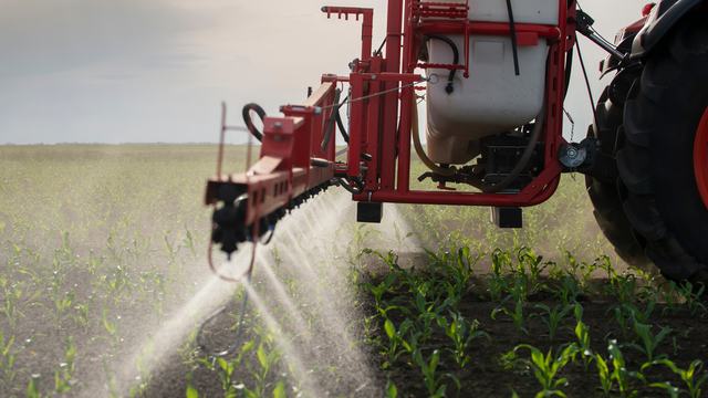 Sprayer attached to a tractor emitting liquid on corn