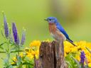 Eastern bluebird male on fence post near flower garden