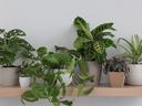 Various species of houseplants in pots on a shelf.