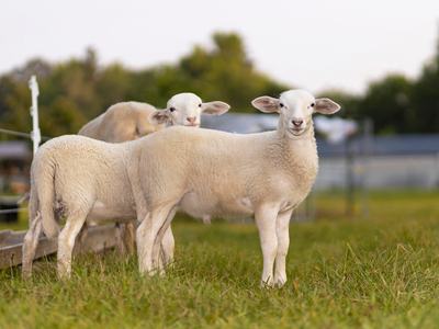3 hair sheep standing in a field.