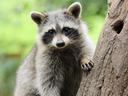 raccoon