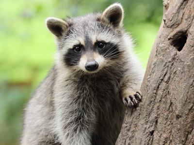 raccoon