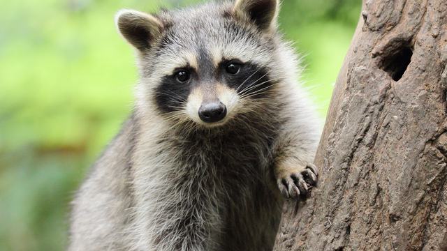 raccoon