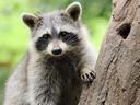 raccoon