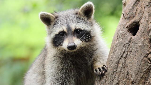 raccoon
