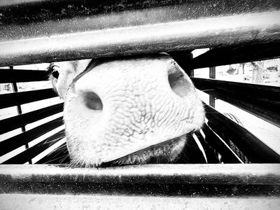 Black-and-white close-up of a cow’s snout poking through horizontal metal slats, nostrils, textured muzzle and whiskers clearly visible.