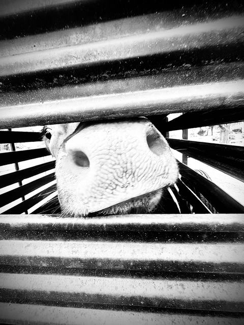 Black-and-white close-up of a cow’s snout poking through horizontal metal slats, nostrils, textured muzzle and whiskers clearly visible.