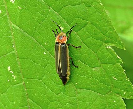 Adult firefly resting on a leaf
