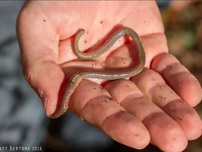 Adult jumping earthworm in a hand