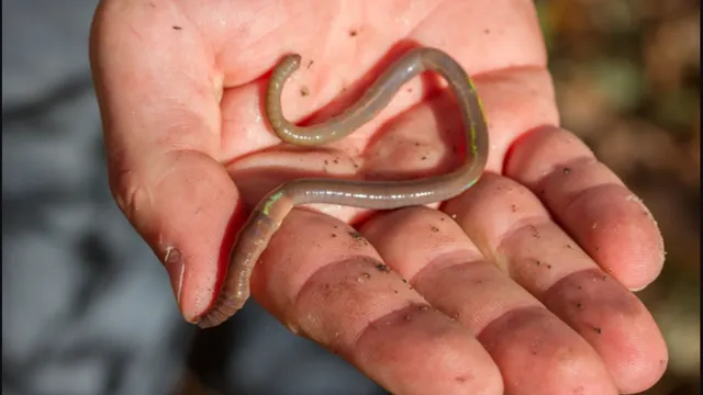 Adult jumping earthworm in a hand