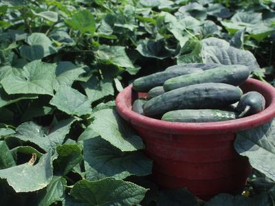Freshly harvested cucumbers in a bowl beside cucumber plants growing in a garden field