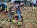 Workers harvest a sweetpotato field in rural North Carolina.