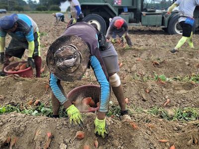 Workers harvest a sweetpotato field in rural North Carolina.