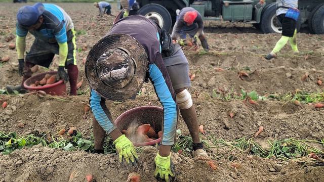 Workers harvest a sweetpotato field in rural North Carolina.
