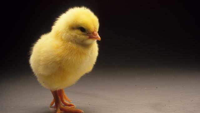 small, yellow chick