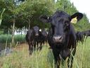 cows grazing among trees in a silvopasture system
