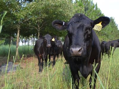 cows grazing among trees in a silvopasture system