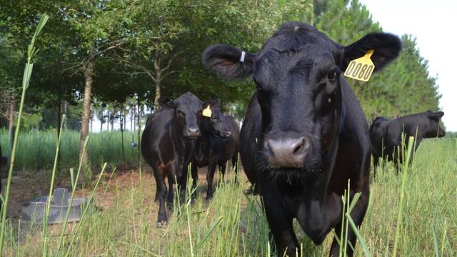 cows grazing among trees in a silvopasture system