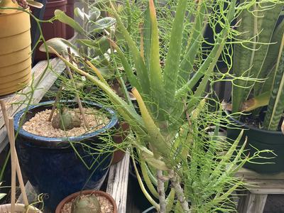 Aloe & Bowiea Growing Together