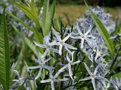 Cluster of white flowers with 5 petals