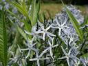 Cluster of white flowers with 5 petals