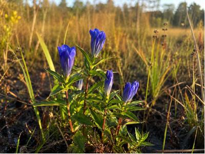 A field covered in brush and one green plant in the middle of the photo with blue flowers all in various stages of blooming.  The flowers are a very vibrant royal blue, cylinder in shape with several pointy tips at the top