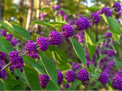 A beautyberry bush with green leaves zoomed in to clumps of berry that are purple in color