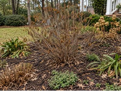 A picture of a flowerbed in front of a house.  In the center of the picture is a brown plant that is apparently a dried up, brittle, dead plant.  It is also surrounded by a few other dead plants and also a few green plants