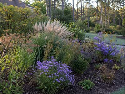 Many different flowers and plants in a flowerbed in different stages of blooming