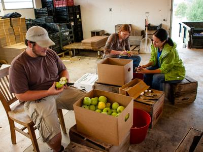 Grading apples