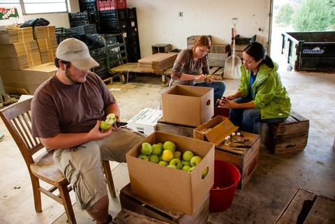 People inspecting apples in a packing house
