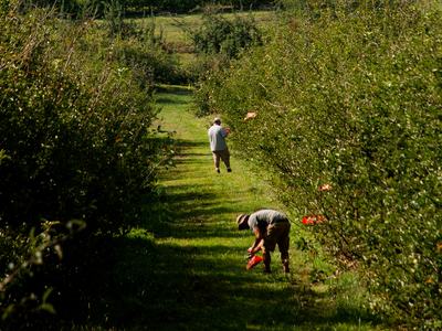 View of two people working within row of apple trees in orchard
