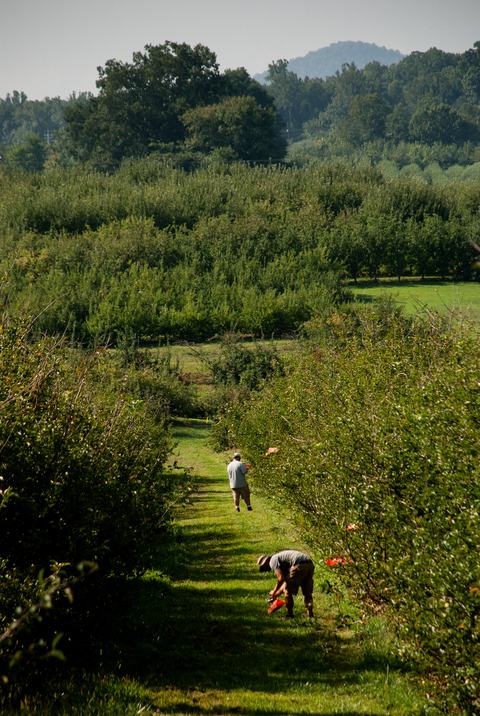 View of two people working within row of apple trees in orchard