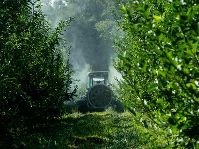 Sprayer spraying apple trees