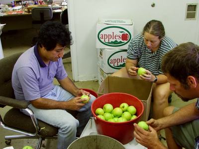 People grading apples for insect damage