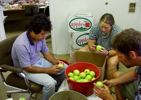 People inspecting a bucket of apples