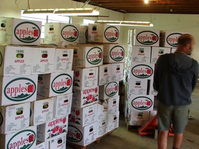 Apples in boxes to grade