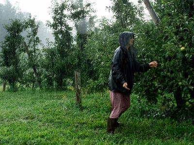Person scouting apple orchard in pouring rain