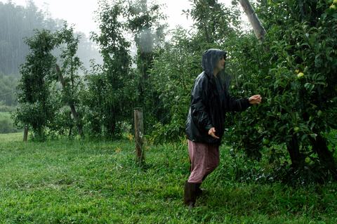 Person looking at apple trees in heavy rain