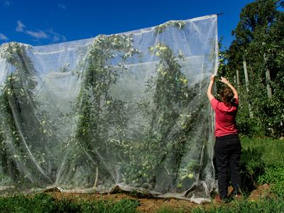 Taking down protective insect netting at harvest time