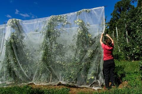 Person removing protective net from row of apple trees