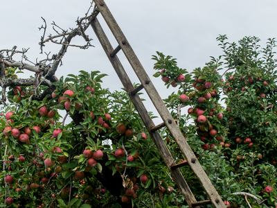 Ladder leaning on an apple tree for harvesting