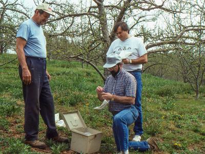 People setting up insect trap in an apple orchard