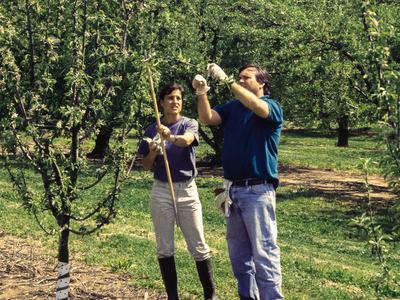 Hanging mating disruption pheromone