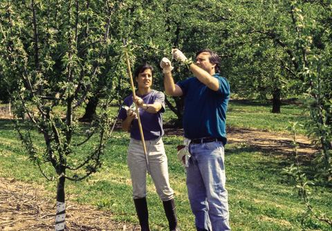 Two people hanging mating disruption pheromone in an apple orchard