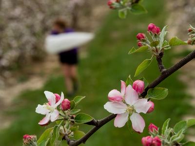 Collecting bees at apple bloom