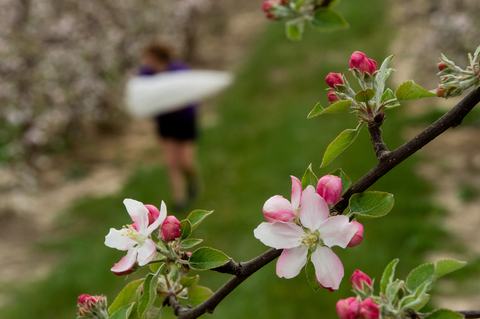 Close up of apple flowers with person using insect net in background