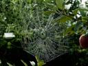 Spider web and insect trap in an apple orchard