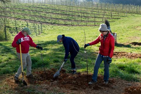 Three people planting apple trees